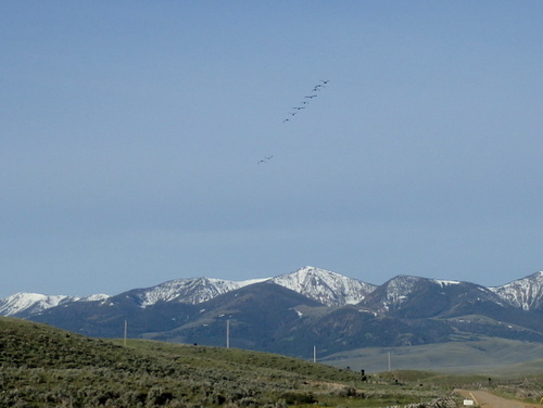 GDMBR: Geese in flight.